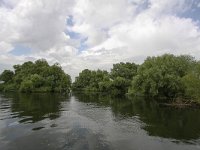 RO, Tulcea, Donau Delta 14, Saxifraga-Bart Vastenhouw